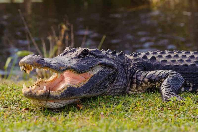   aligatorius