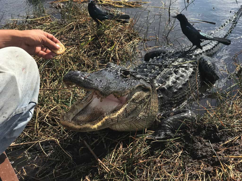   Aligatorių maitinimas yra neteisėtas ir labai pavojingas.