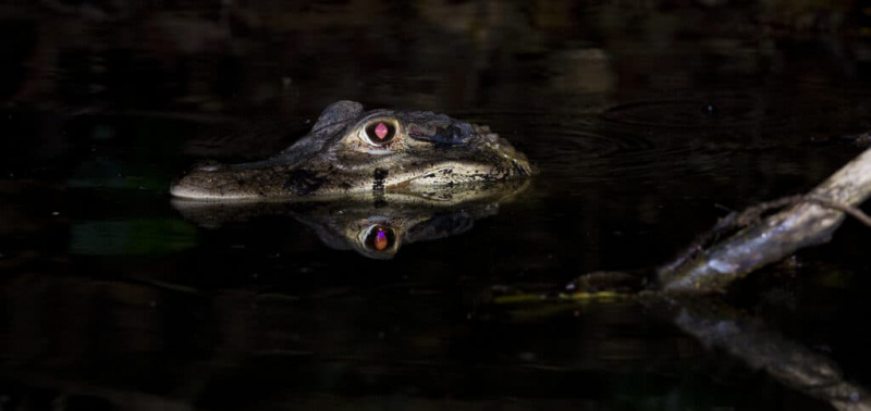   Alligator in der Nacht