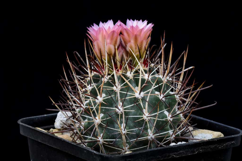   Kaktus Sclerocactus whipplei z rožnato rožo, izolirano na črnem ozadju.