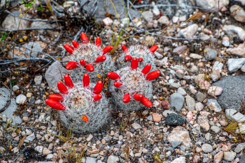   Rdeči plodovi in ​​ukrivljene bodice kaktusa s trnkom (Mammillaria tetrancistra)