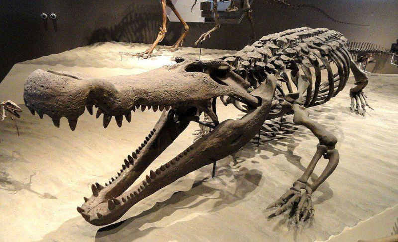   Največji krokodili doslej Deinosuchus