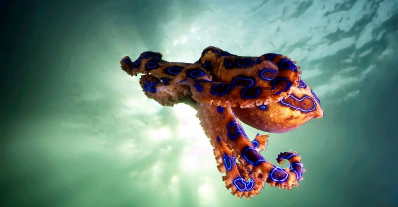   modro obročkasta hobotnica