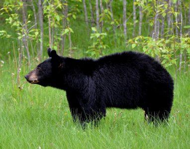 Odkrivanje fascinantnega sveta črnih medvedov