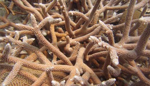 Угрожени корал стагхорна - угрожава опстанак екосистема