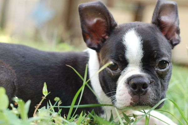 Boston Terrier: Panduan Haiwan Peliharaan Lengkap