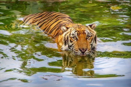 बंगाल टाइगर की धारीदार महिमा की रहस्यमय सुंदरता को उजागर करना