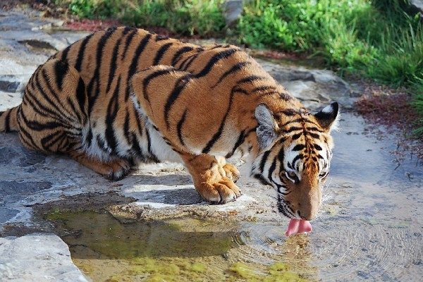 Tigre de Chine du Sud