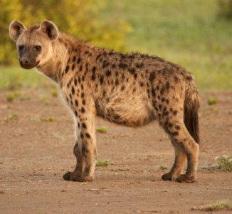 Tyrinėkite intriguojančią hijenų karalystę – mus juokiančius medžiotojus