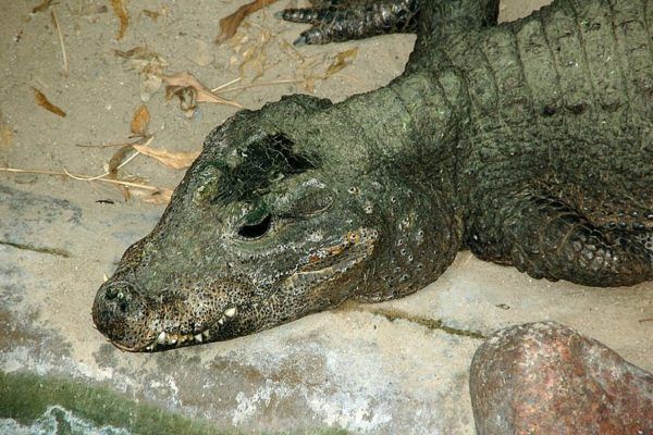 Trpasličí krokodýl