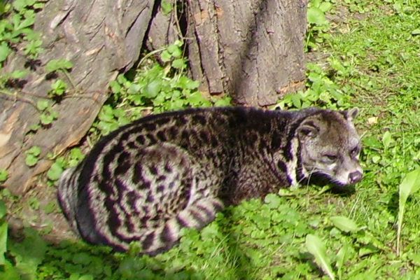 Civet malai