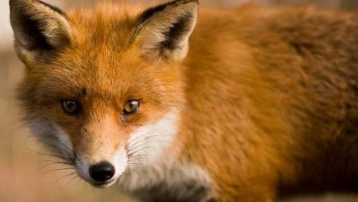 Рыжая лисица: изучение ее жизни, стратегии выживания и пристальное наблюдение