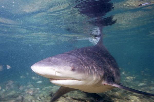 Boğa köpekbalığı