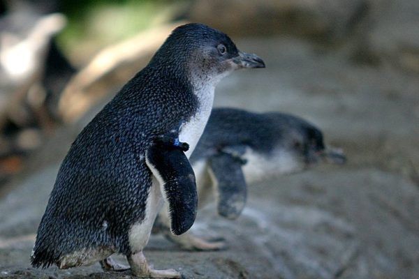 Mazais pingvīns