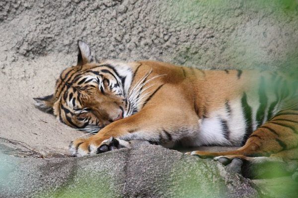 Ινδοκινέζικη τίγρη