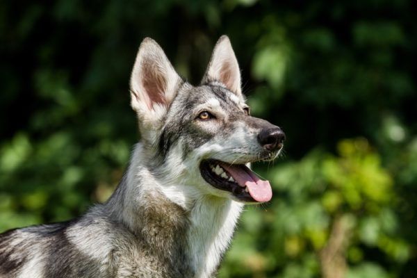 Northern Inuit Dog