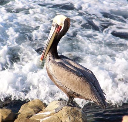 Pelican