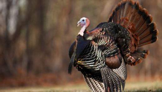 Ang Kaakit-akit na Paglalakbay ng mga Turkey - Mula sa kakahuyan hanggang sa Hapunan