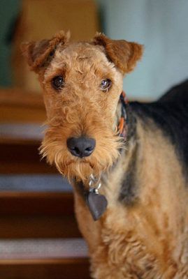 Airedale terjer