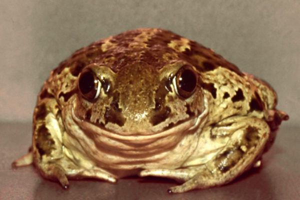 Крастава жаба