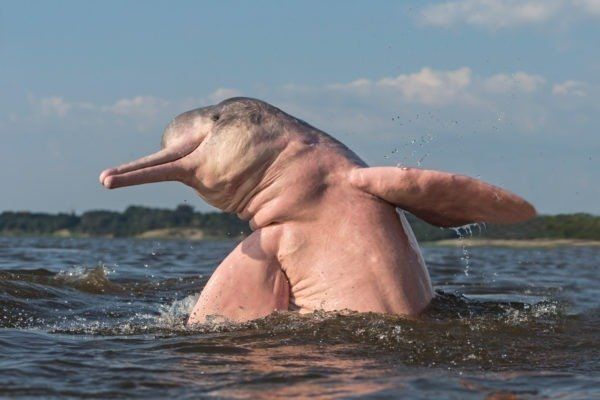 Amazonės upės delfinas (rožinis delfinas)