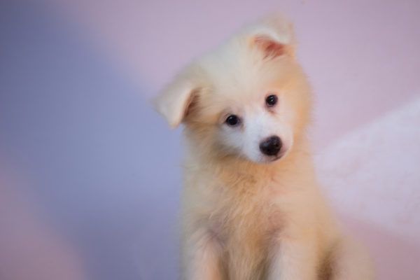 Ескимски пас