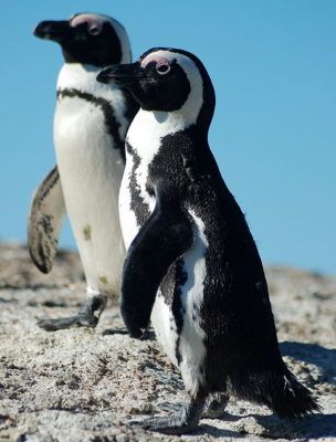 अफ्रीकी पेंगुइन