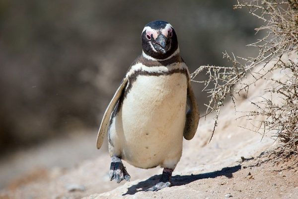 Magellanov pingvin