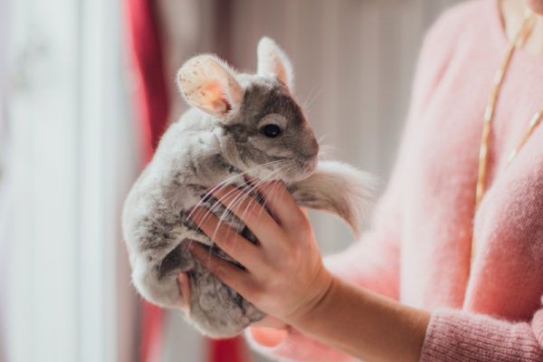 Chinchilla