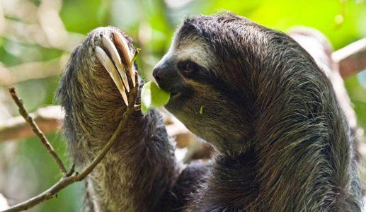 The Fascinating World of Sloths - Isang Mas Malapit na Pagtingin sa Buhay sa Mabagal na Lane