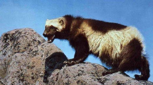 Explorant l'enigmàtic Wolverine: visió fascinant d'aquesta criatura misteriosa