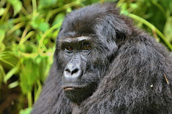 Austrumu zemienes gorilla