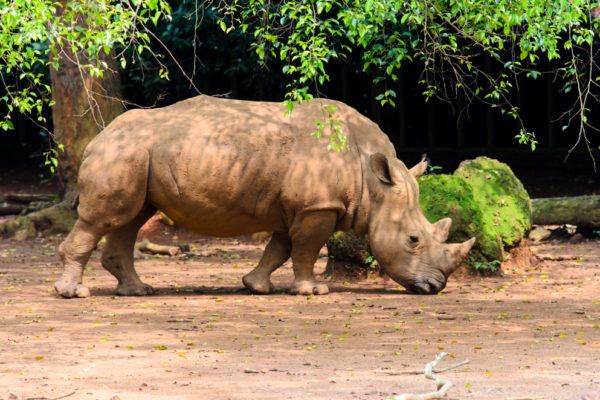Суматрански носорог
