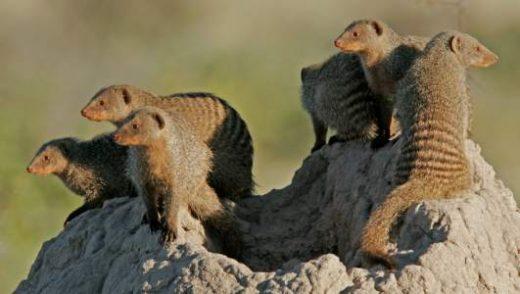 The Fascinating World of Mongooses - Masters of Survival