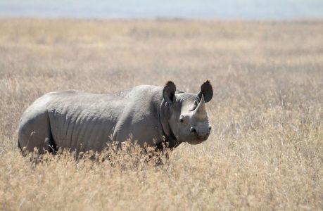 Zniknięcie nosorożca czarnego zachodniego – odkrywanie zaginionego świata zaginionego olbrzyma