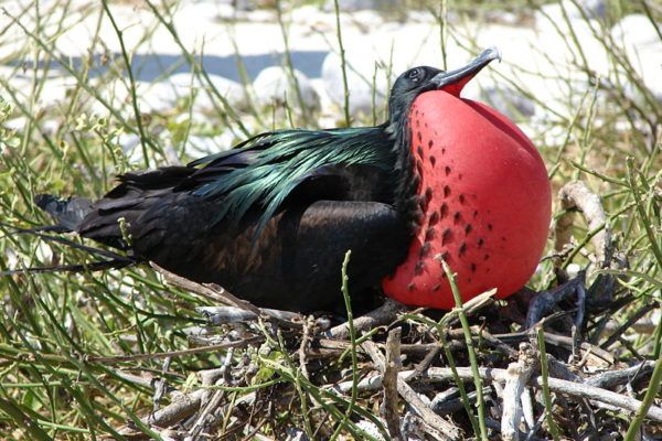 Frigatebird