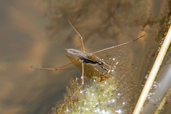 Pond Skater