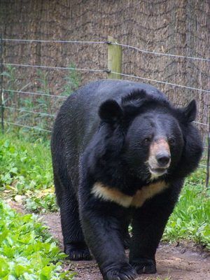 Азиатска черна мечка