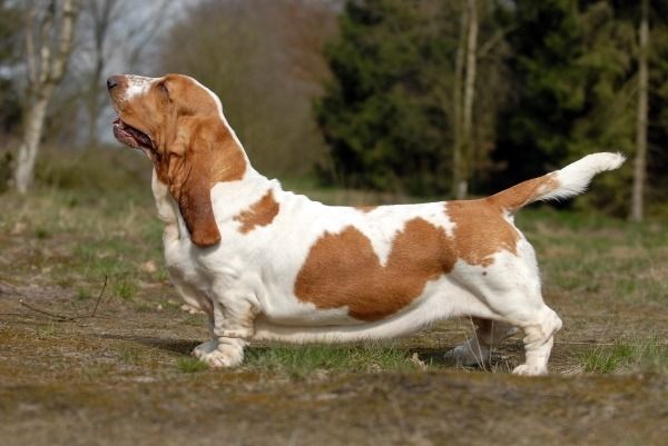 Basset