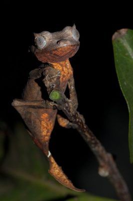 Lehesabaga Gecko