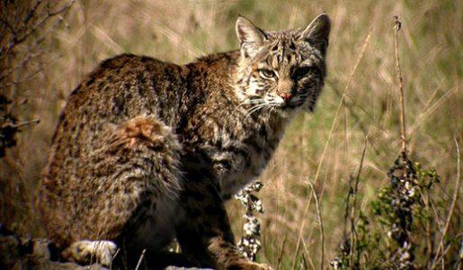 Zajímavé Tidbits About Bobcats - The Elusive Hunters of the Wild