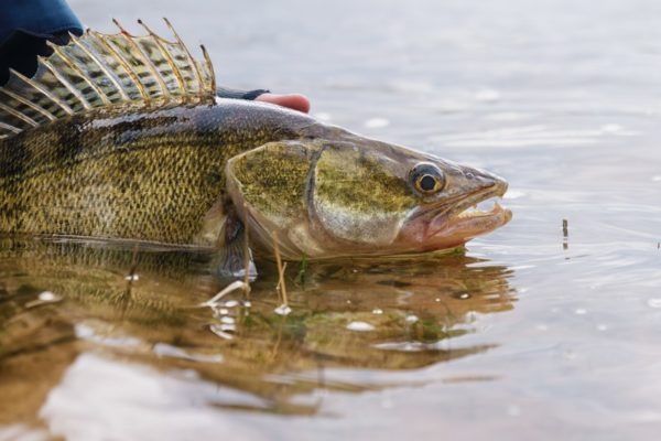 Ryba Walleye