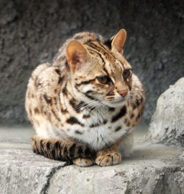 Leopardo katė