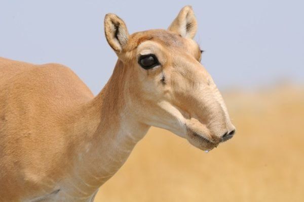 Saiga