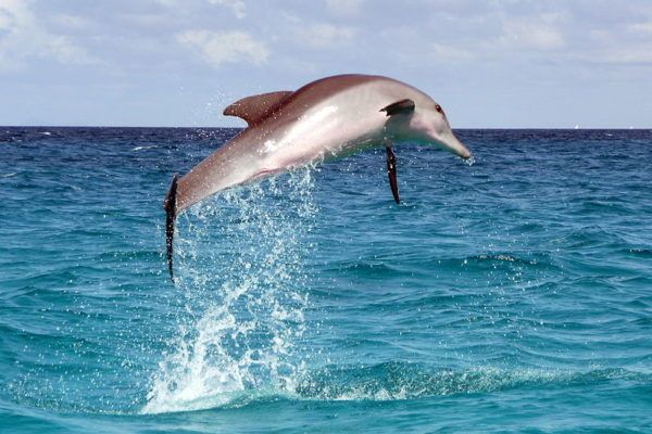 Pudelnose delfiin