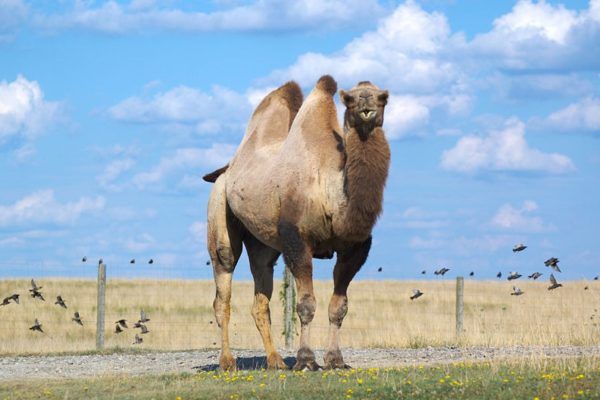 Baktrijska kamela