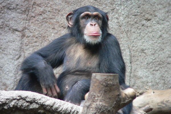 Ximpanzé