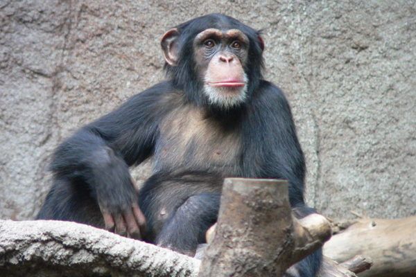 Chimpanzé