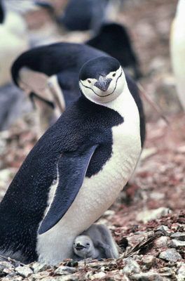 Chinstrap Pingvin