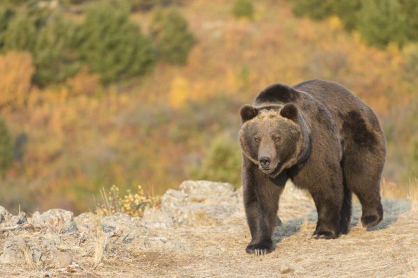 Grizzly björn